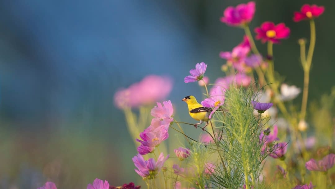 flowers and bird